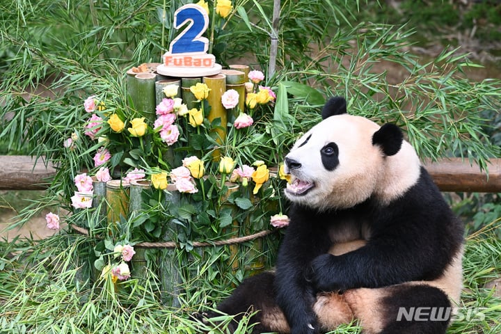 충격적인 오늘 푸바오의 6살 생일 풍경.. | 인스티즈