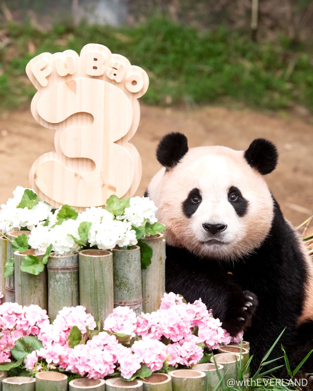 충격적인 오늘 푸바오의 6살 생일 풍경.. | 인스티즈