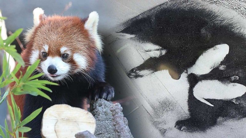 서울대공원 레서판다 '리안', 엄마 됐어요국내 최초 자연번식 | 인스티즈