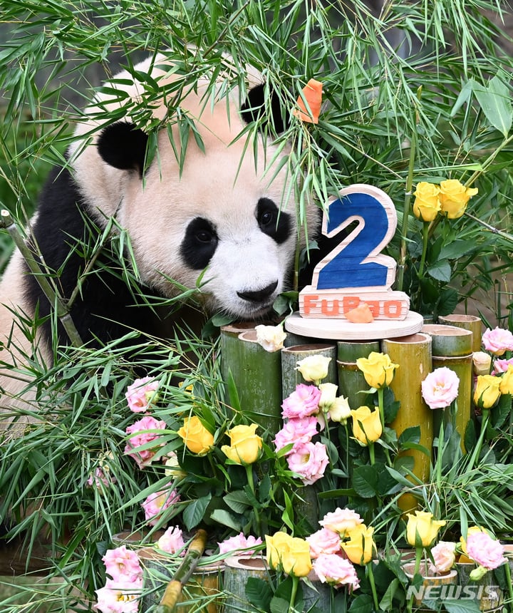 충격적인 오늘 푸바오의 6살 생일 풍경.. | 인스티즈