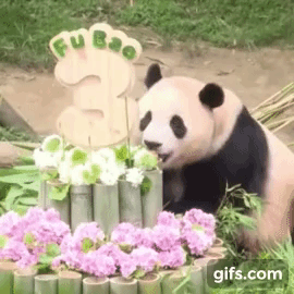 충격적인 오늘 푸바오의 6살 생일 풍경.. | 인스티즈