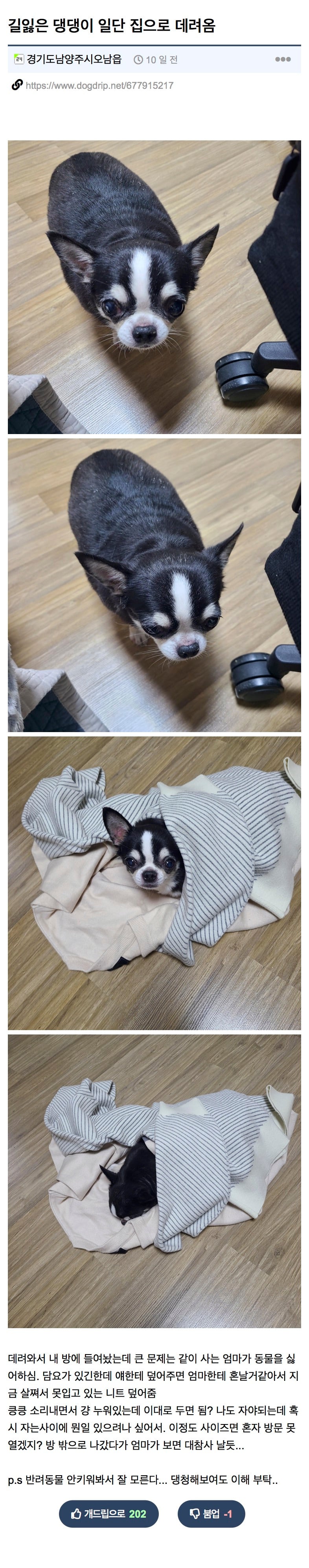 길잃은 뚱쭝 치와와 주인 찾아준 개드립인 | 인스티즈