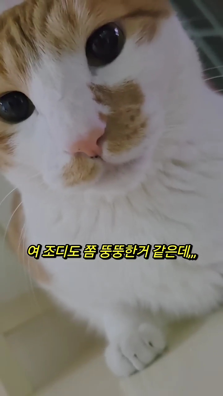 빼빼하다니까 스윗하게 눈키스 해주는 고양이 | 인스티즈