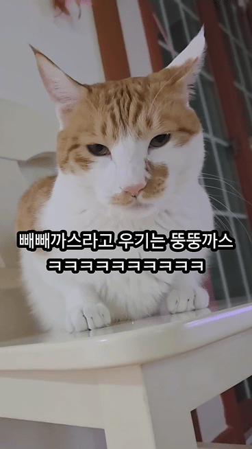 빼빼하다니까 스윗하게 눈키스 해주는 고양이 | 인스티즈
