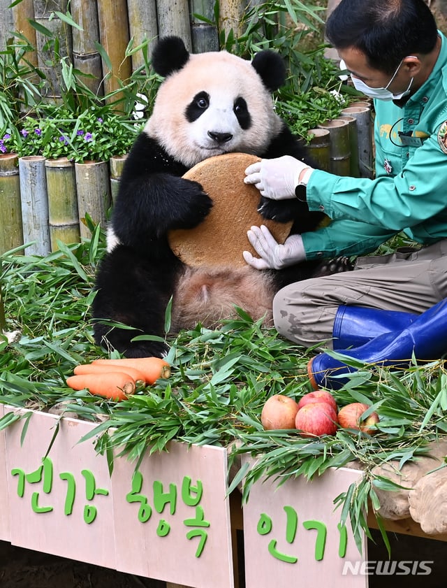 충격적인 오늘 푸바오의 6살 생일 풍경.. | 인스티즈