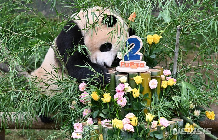 충격적인 오늘 푸바오의 6살 생일 풍경.. | 인스티즈