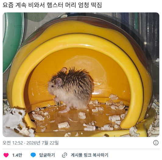 요즘 계속 비와서 햄스터 머리 엄청 떡짐 | 인스티즈