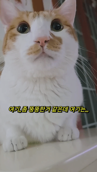 빼빼하다니까 스윗하게 눈키스 해주는 고양이 | 인스티즈