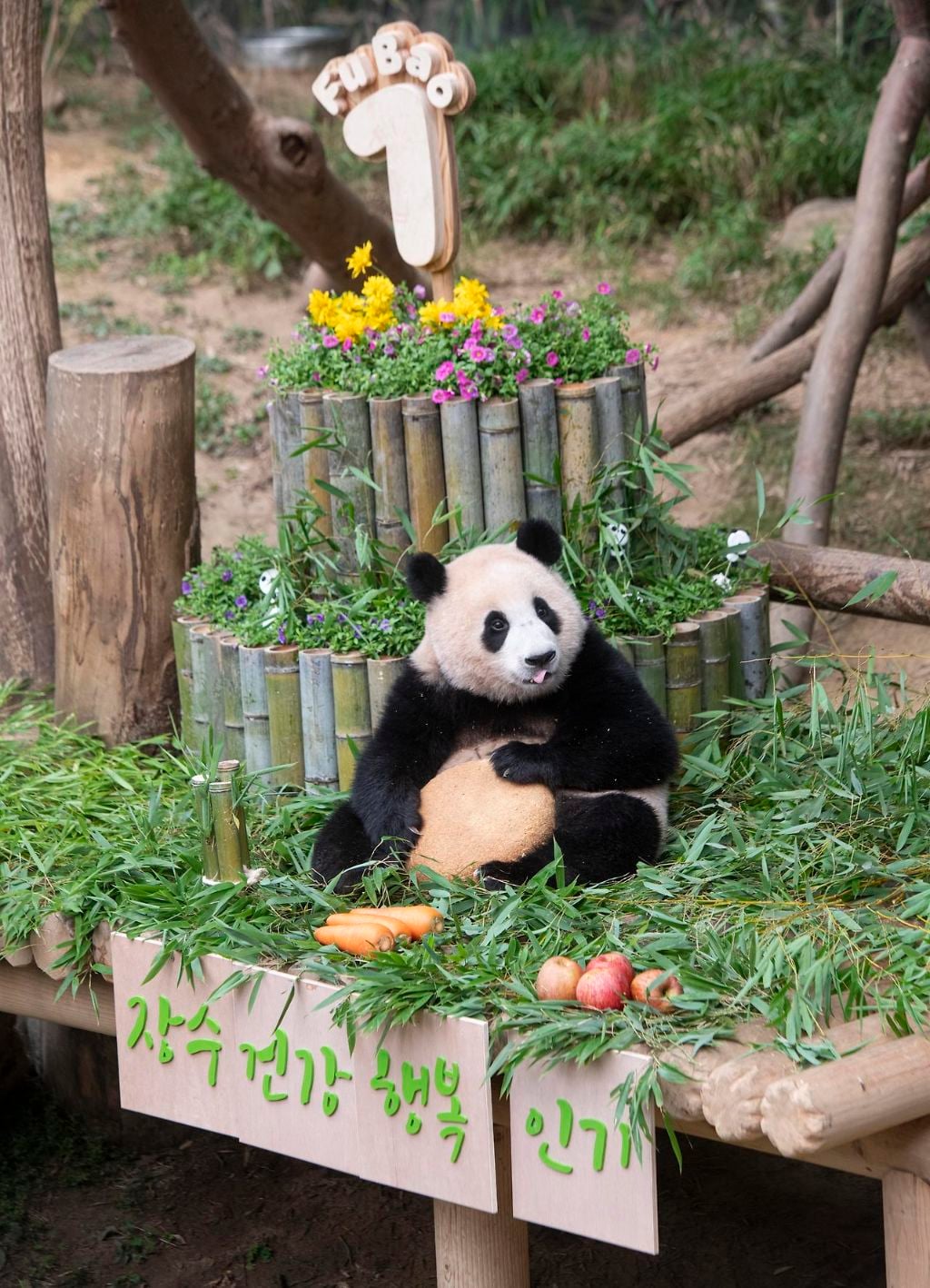 충격적인 오늘 푸바오의 6살 생일 풍경.. | 인스티즈