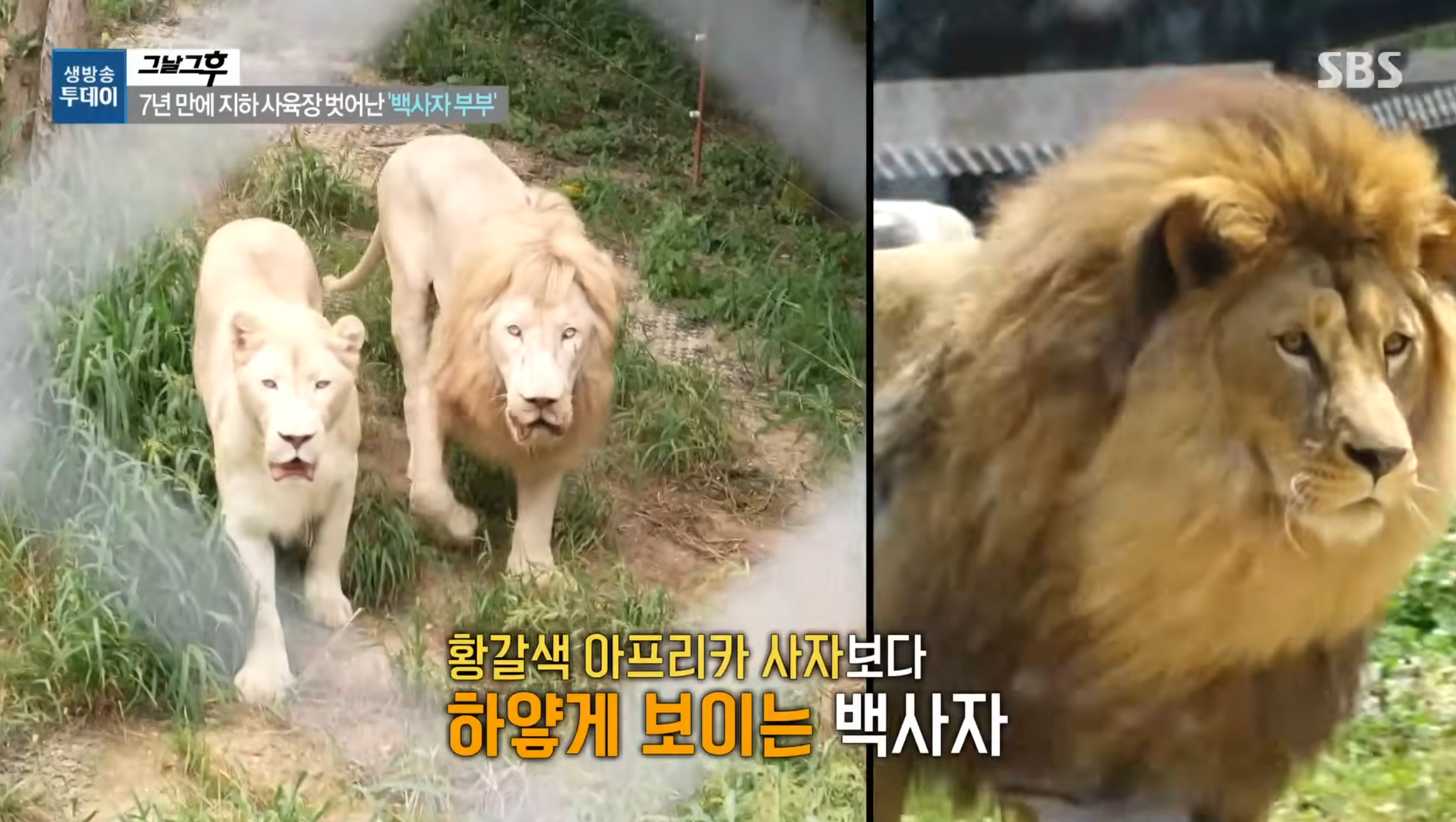 디즈니 실사판이라는 백사자(한국) | 인스티즈