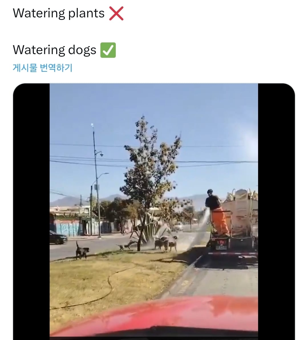 가로수 물 주는 차가 나타나자 동네 강아지들 | 인스티즈