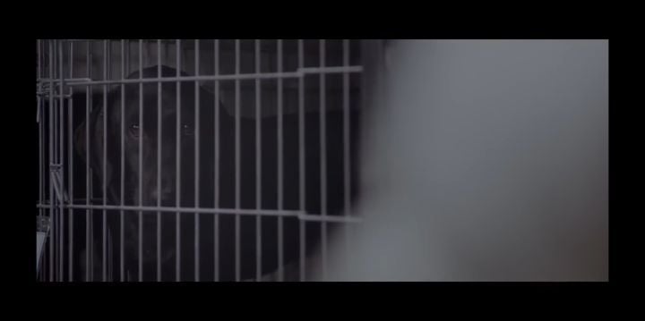 검은개 이야기 - 왜 나는 안 되나요? | 인스티즈