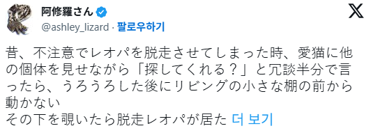 옛날에, 부주의로 레오파드 게코를 탈출시켰을 때, 반려묘에게 다른 개체를 보여주며 "찾아줄래?"라고 반쯤 농담으로 말했더니 | 인스티즈
