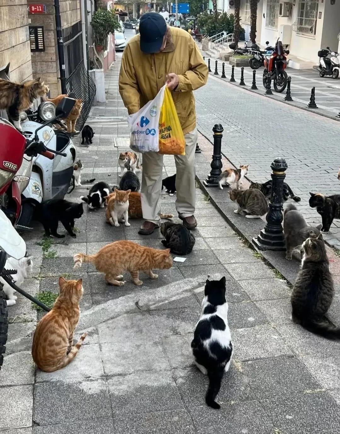 튀르키예 사람들 진짜 무슨 동네마다 고양이 집사가 몇 백 명씩 있는 느낌.. | 인스티즈