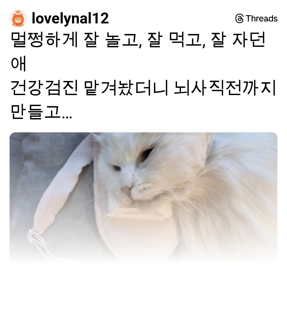 노견 노묘 건강검진 받다가 사망하는 경우 은근 있나봐.. | 인스티즈