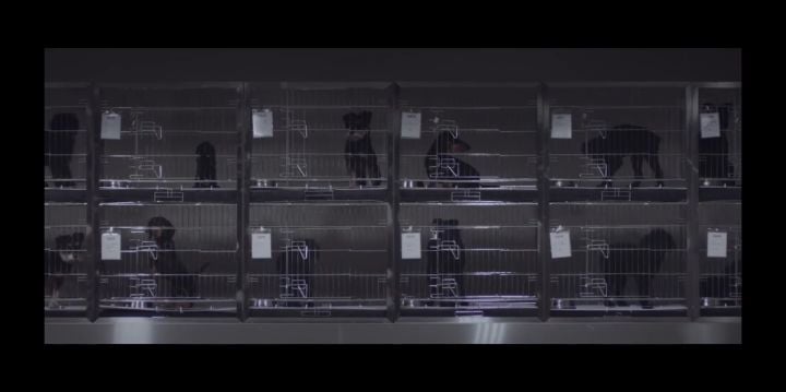 검은개 이야기 - 왜 나는 안 되나요? | 인스티즈