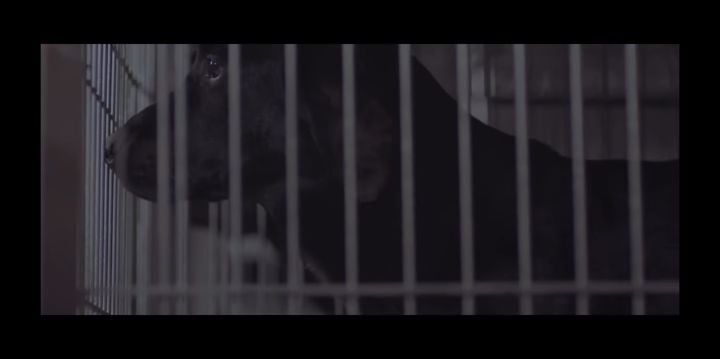 검은개 이야기 - 왜 나는 안 되나요? | 인스티즈
