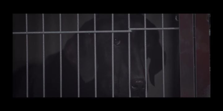 검은개 이야기 - 왜 나는 안 되나요? | 인스티즈