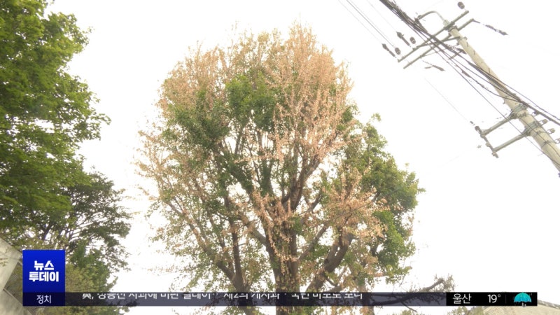 "미술관이 나무 죽였다"은행나무 제초제 논란 + 자연물 보호를 위한 법·제도 개선에 관한 청원(feat. 최재천 교수님의 청원) | 인스티즈