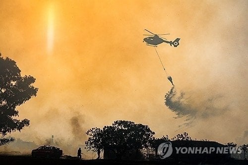 고양이 꼬리에 인화성 물질 묻혀 방화… 이탈리아 당국 수사 나서 | 인스티즈