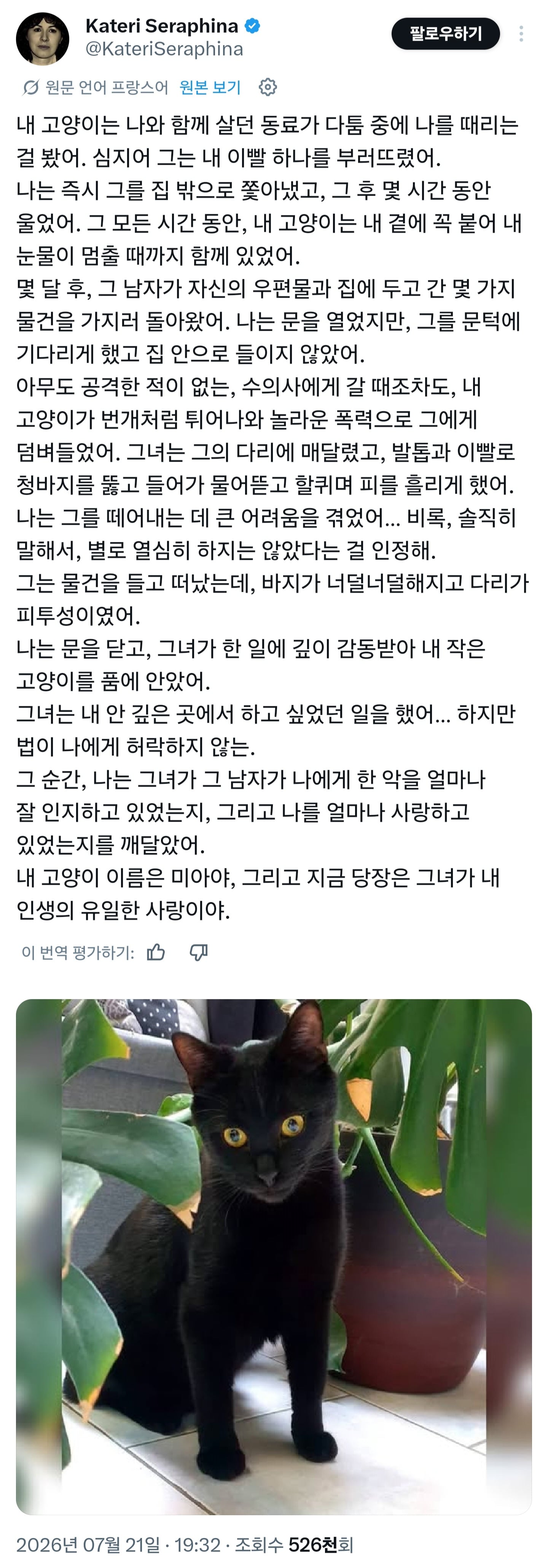 내 고양이는 나와 함께 살던 파트너가 다툼 중에 나를 때리는걸 봤어.twt | 인스티즈