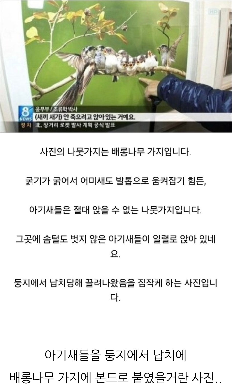 새다리에 본드 붙이고 새끼있는 둥지에 살모사 올린 사진작가.jpg | 인스티즈