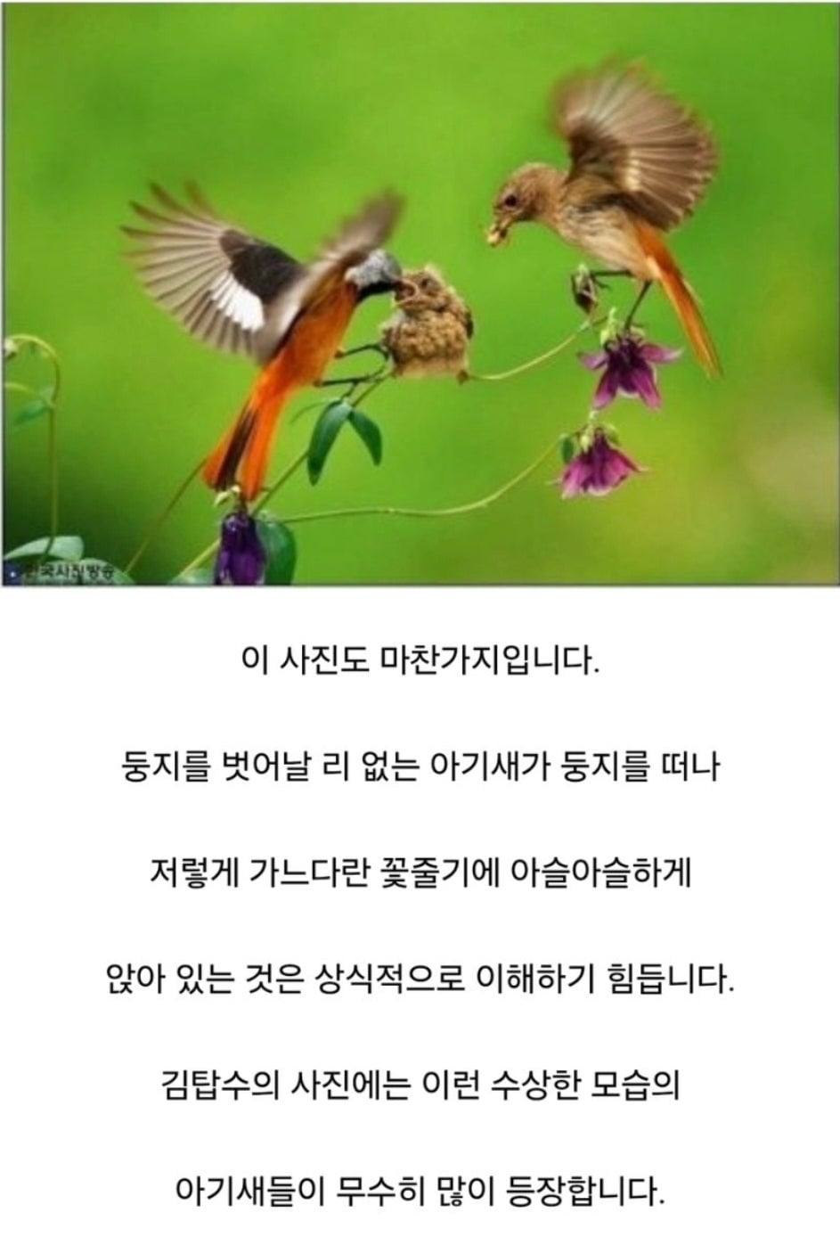 새다리에 본드 붙이고 새끼있는 둥지에 살모사 올린 사진작가.jpg | 인스티즈