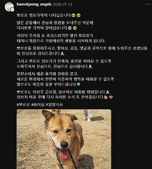 풀 죽은 강아지, 하루만에 임보 취소…"가족 기다립니다" | 인스티즈