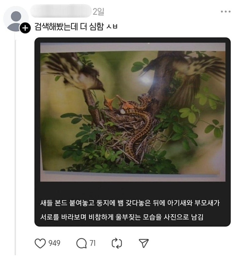 새다리에 본드 붙이고 새끼있는 둥지에 살모사 올린 사진작가.jpg | 인스티즈