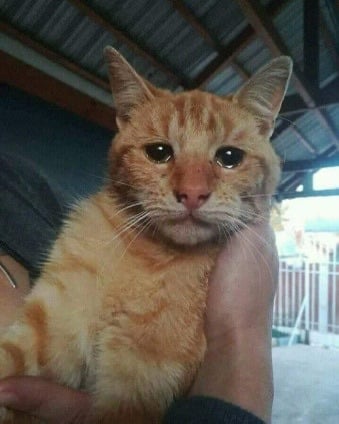 댕댕,야옹이가 여시에게 말함 "그동안 키워줘서 고마웠어! 이젠 나없이도 행복해야해! | 인스티즈