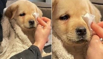 댕댕,야옹이가 여시에게 말함 "그동안 키워줘서 고마웠어! 이젠 나없이도 행복해야해! | 인스티즈