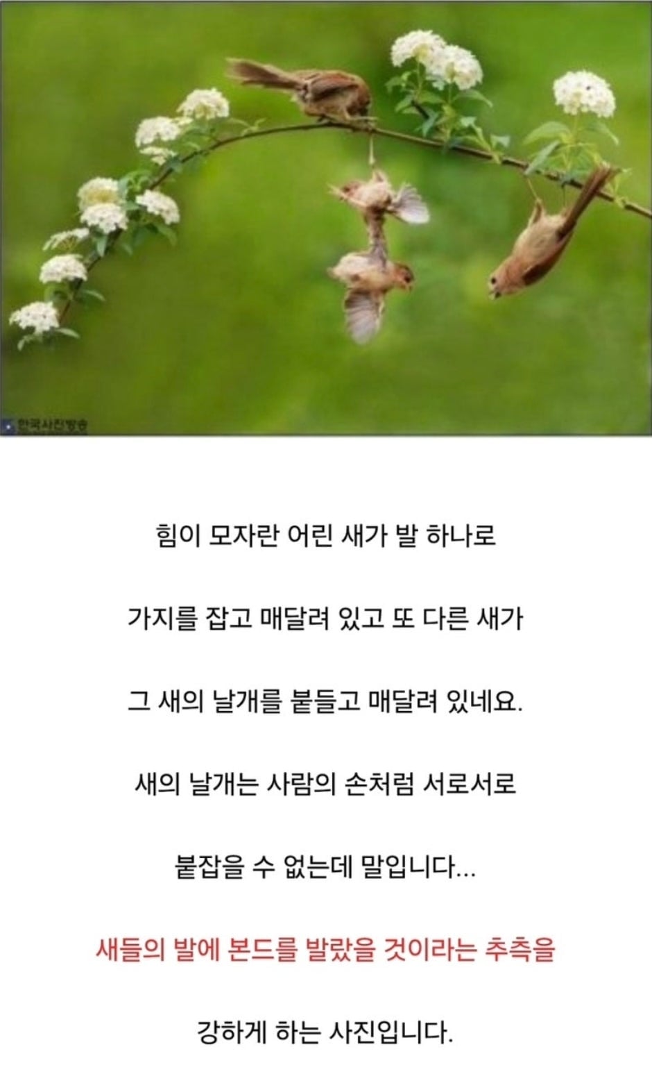 새다리에 본드 붙이고 새끼있는 둥지에 살모사 올린 사진작가.jpg | 인스티즈
