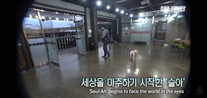 죽을것같은 우울증에 걸린 강아지 | 인스티즈