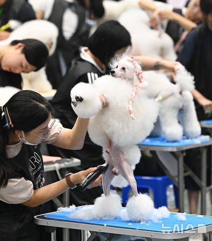 "예쁘게 해주세요" KKF 전국 애견미용 콘테스트 [뉴시스Pic] | 인스티즈