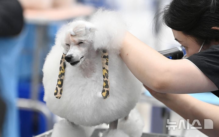 "예쁘게 해주세요" KKF 전국 애견미용 콘테스트 [뉴시스Pic] | 인스티즈