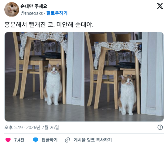 흥분해서 코 빨개진 고양이 | 인스티즈