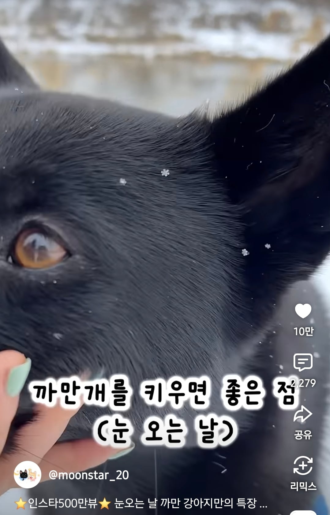 까만개를 키우면 좋은 점 (눈오는 날) | 인스티즈