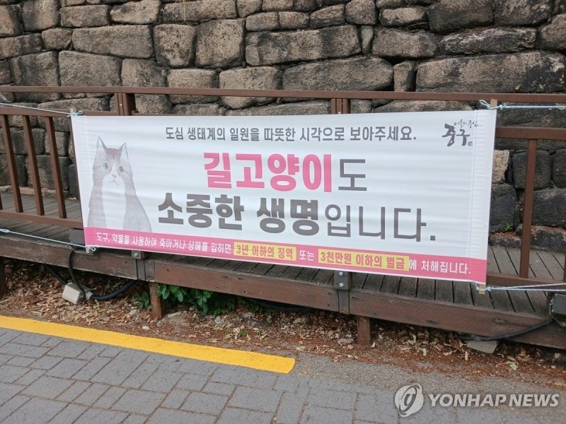 [시간들] 캣맘은 왜 공감을 잃었나 | 인스티즈