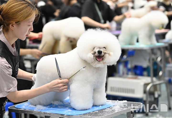 "예쁘게 해주세요" KKF 전국 애견미용 콘테스트 [뉴시스Pic] | 인스티즈