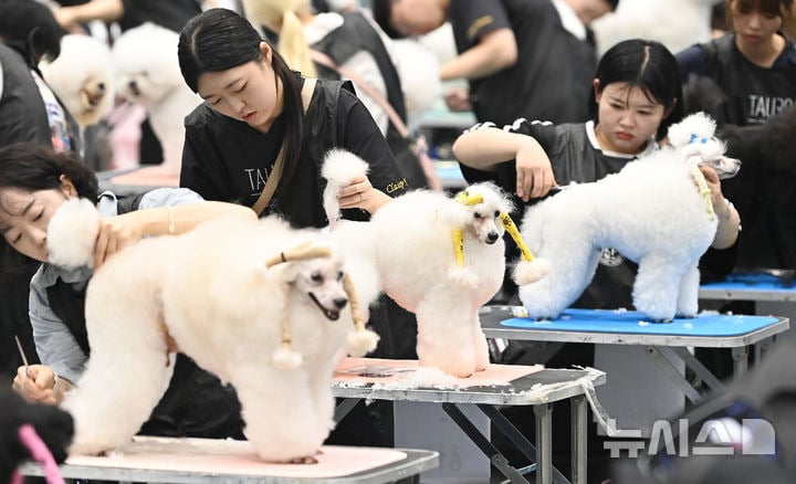 "예쁘게 해주세요" KKF 전국 애견미용 콘테스트 [뉴시스Pic] | 인스티즈