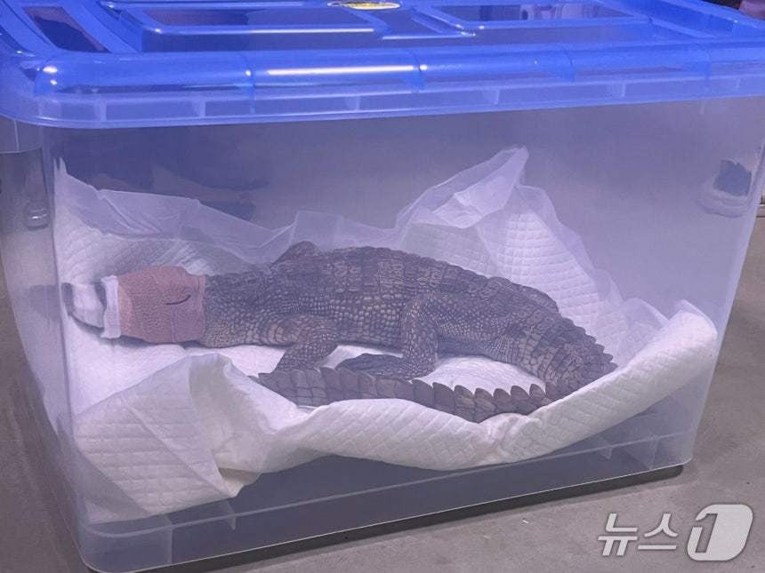 여주 하천서 발견된 국제멸종위기종 1급 '샴악어' 주인 검거 | 인스티즈