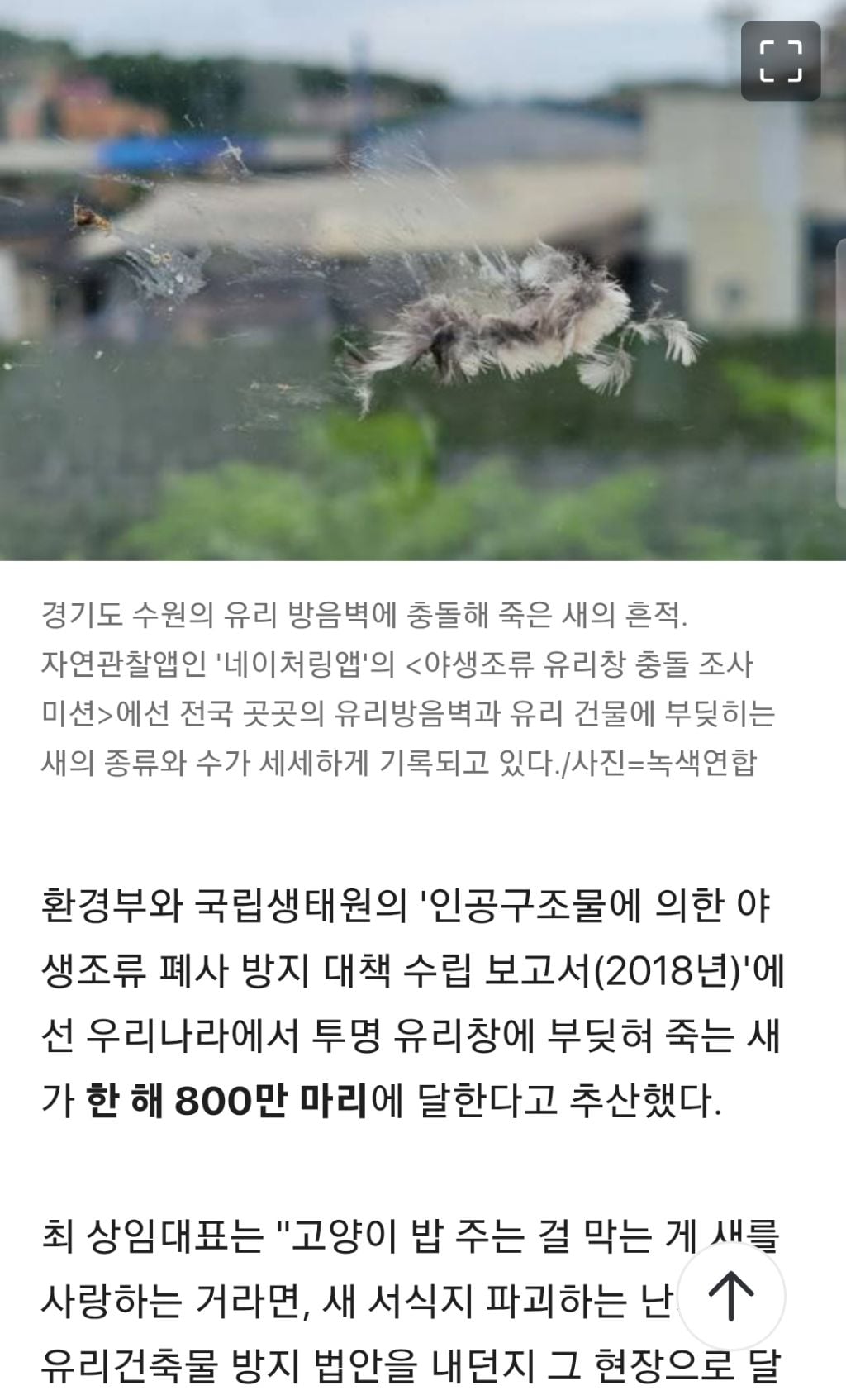 길냥이가 새죽인다?인간이 더 문제... 새덕후 '고양이 살처분' 작심비판 | 인스티즈