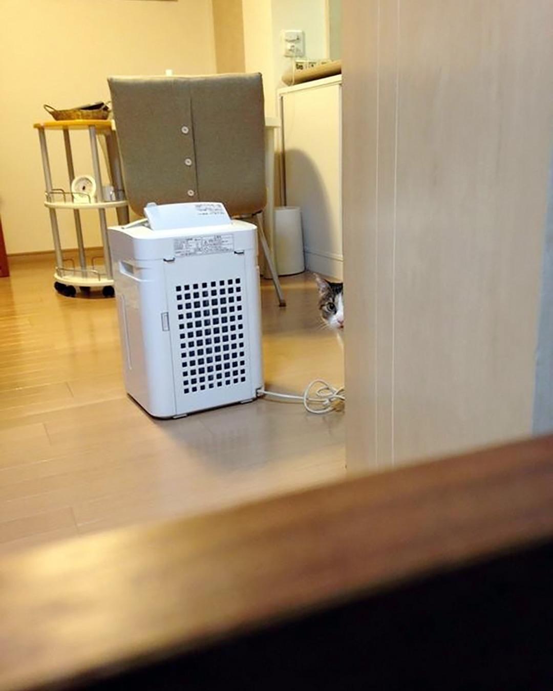 결혼하면서 신랑이 데리고 온 고양이가 자꾸 절 훔쳐봐요.jpg | 인스티즈