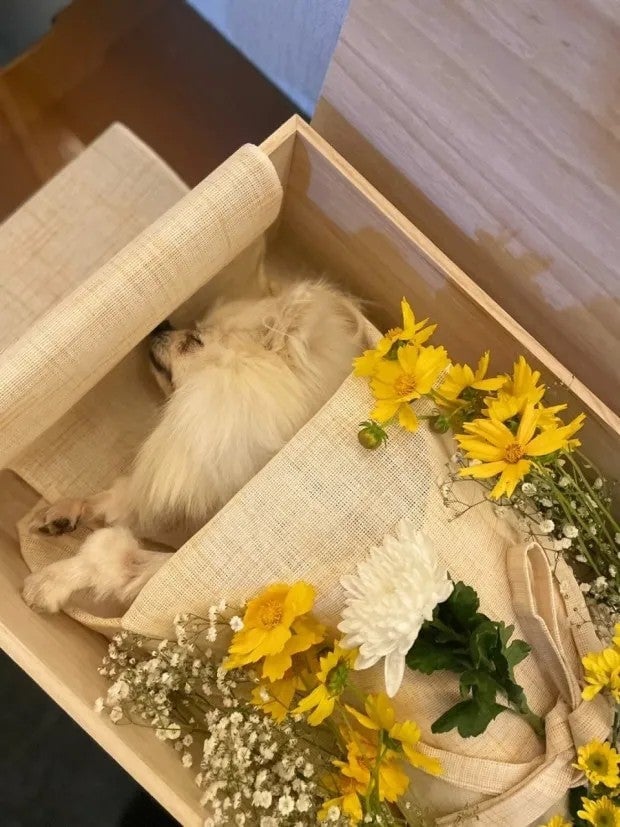 대표 : 어이 김대리. 왜이렇게 울어? 누가보면 사람 죽은줄 알겠어. 일에 집중좀 해 | 인스티즈