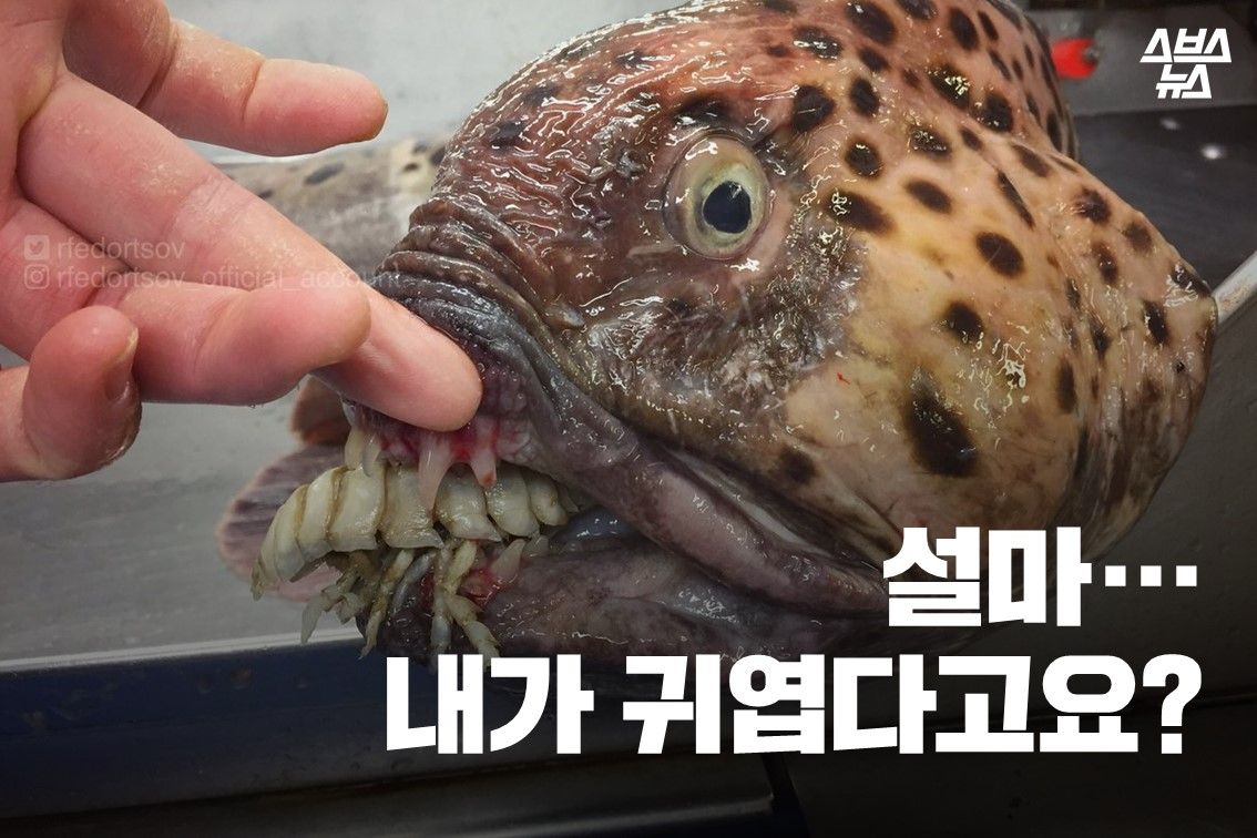 심해에 산다는 심해어들....jpgif | 인스티즈
