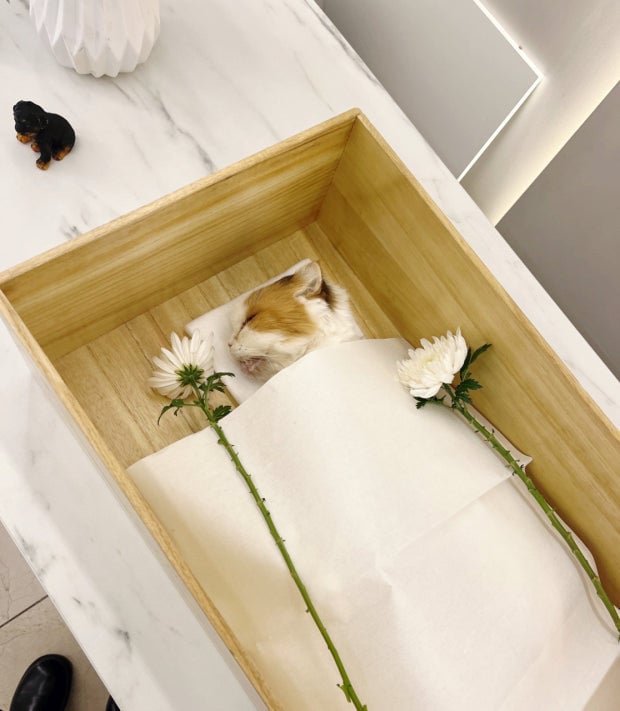 대표 : 어이 김대리. 왜이렇게 울어? 누가보면 사람 죽은줄 알겠어. 일에 집중좀 해 | 인스티즈