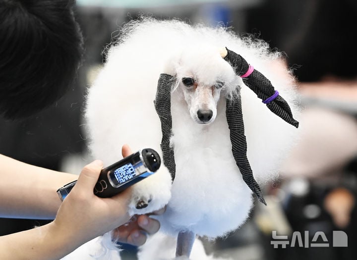 "예쁘게 해주세요" KKF 전국 애견미용 콘테스트 [뉴시스Pic] | 인스티즈