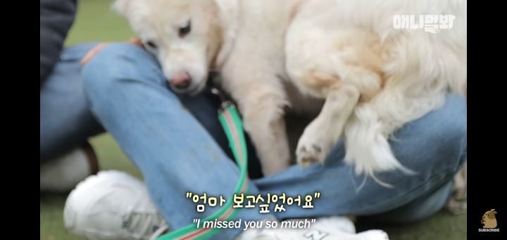 죽을것같은 우울증에 걸린 강아지 | 인스티즈