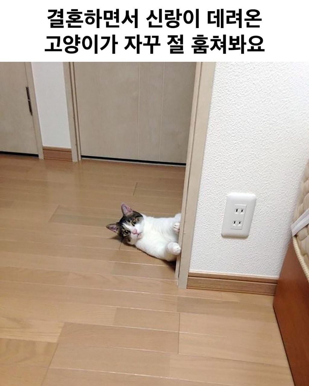 결혼하면서 신랑이 데려온 고양이가 자꾸 절 훔쳐봐요 | 인스티즈