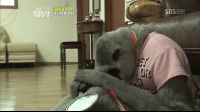 자아 정체성의 혼란 온 긴팔원숭이 보리 | 인스티즈